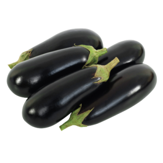 Egg Plant Astik From Known You Seed (India)-KYI